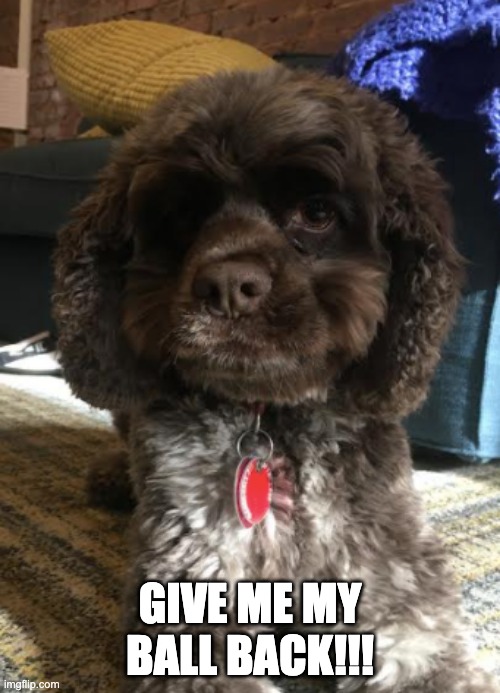 GIVE ME MY BALL BACK!!! | GIVE ME MY BALL BACK!!! | image tagged in cute puppies,cute dog,funny dog | made w/ Imgflip meme maker