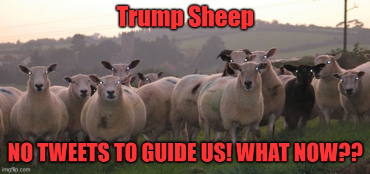 Trump Sheep | Trump Sheep; NO TWEETS TO GUIDE US! WHAT NOW?? | image tagged in lost | made w/ Imgflip meme maker