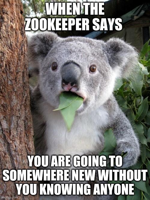 Surprised Koala | WHEN THE ZOOKEEPER SAYS; YOU ARE GOING TO SOMEWHERE NEW WITHOUT YOU KNOWING ANYONE | image tagged in memes,surprised koala | made w/ Imgflip meme maker