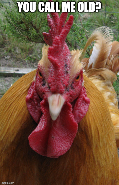 Rooster Be Mad | YOU CALL ME OLD? | image tagged in rooster be mad | made w/ Imgflip meme maker