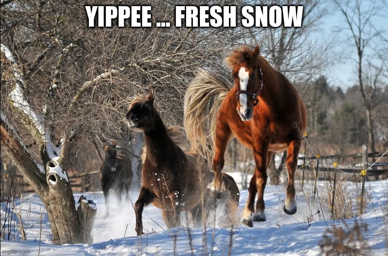 Horse Play | YIPPEE ... FRESH SNOW | made w/ Imgflip meme maker