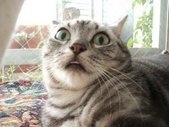 shocked cat | image tagged in shocked cat | made w/ Imgflip meme maker