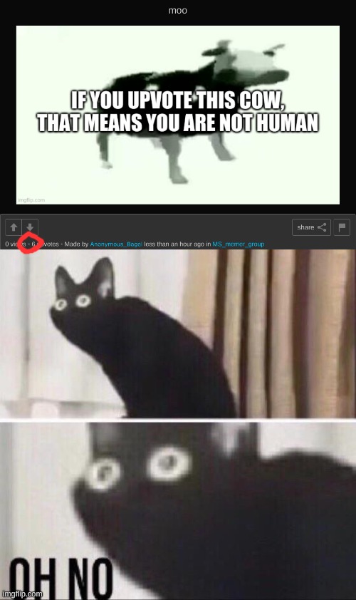 im suspecting a revolution | image tagged in memes,funny,oh no black cat,guess i'll die | made w/ Imgflip meme maker