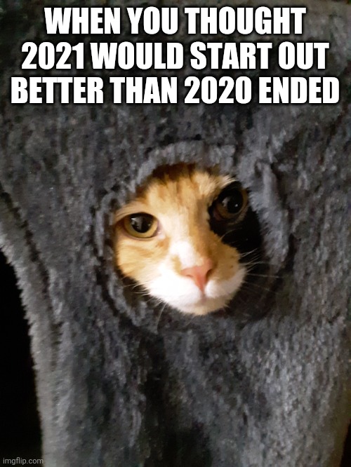 2020 Cat | WHEN YOU THOUGHT 2021 WOULD START OUT BETTER THAN 2020 ENDED | image tagged in cat,cute cat,funny cat,2020,2020 sucks,2020 sucked | made w/ Imgflip meme maker
