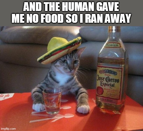 The Sad Tales of Hungry Cat | AND THE HUMAN GAVE ME NO FOOD SO I RAN AWAY | image tagged in alcohol cat,memes,cat,hungry | made w/ Imgflip meme maker