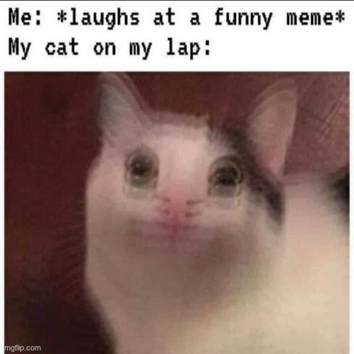 My cat is like: S-sto-ooo-p | image tagged in cats,funny memes,memes | made w/ Imgflip meme maker