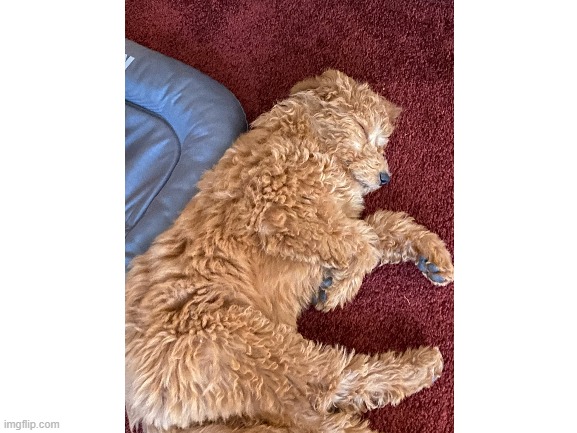 meet my dog ginger | image tagged in dog | made w/ Imgflip meme maker