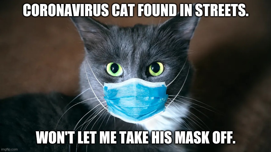 Corona Virus Cat | CORONAVIRUS CAT FOUND IN STREETS. WON'T LET ME TAKE HIS MASK OFF. | image tagged in covid-19,cat meme | made w/ Imgflip meme maker