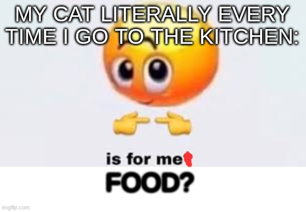 I Swear | MY CAT LITERALLY EVERY TIME I GO TO THE KITCHEN:; FOOD? | image tagged in is for me,blank white template,cats,seriously | made w/ Imgflip meme maker