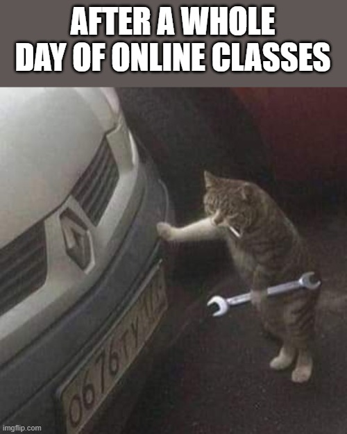 meow car | AFTER A WHOLE DAY OF ONLINE CLASSES | image tagged in cat,car | made w/ Imgflip meme maker