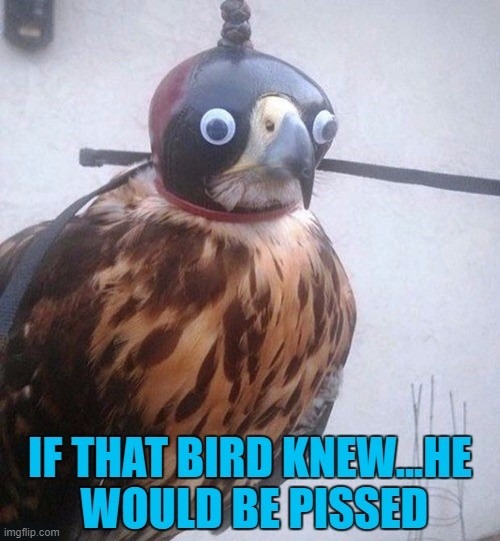 Pray he never finds out! | image tagged in googly eyes,mask,bird of prey | made w/ Imgflip meme maker