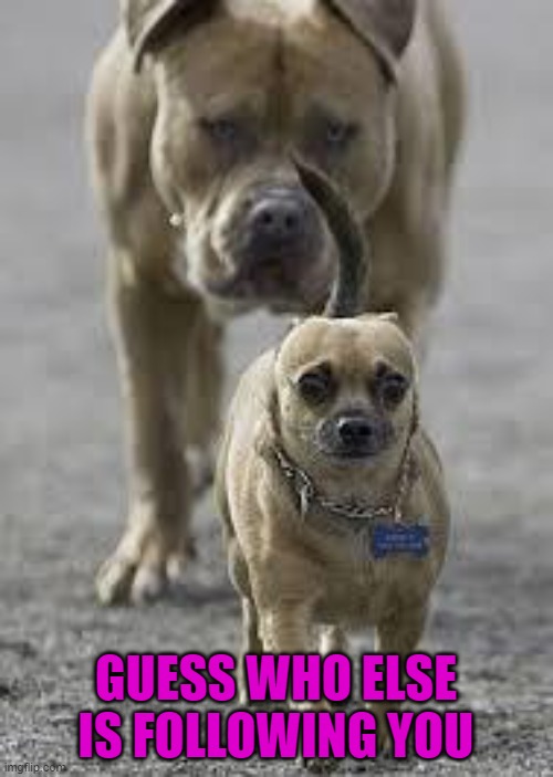 big dog little dog | GUESS WHO ELSE IS FOLLOWING YOU | image tagged in big dog little dog | made w/ Imgflip meme maker