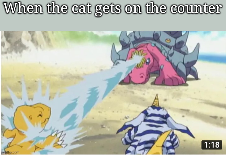 When the cat gets on the counter | image tagged in cats,funny cats,digimon | made w/ Imgflip meme maker