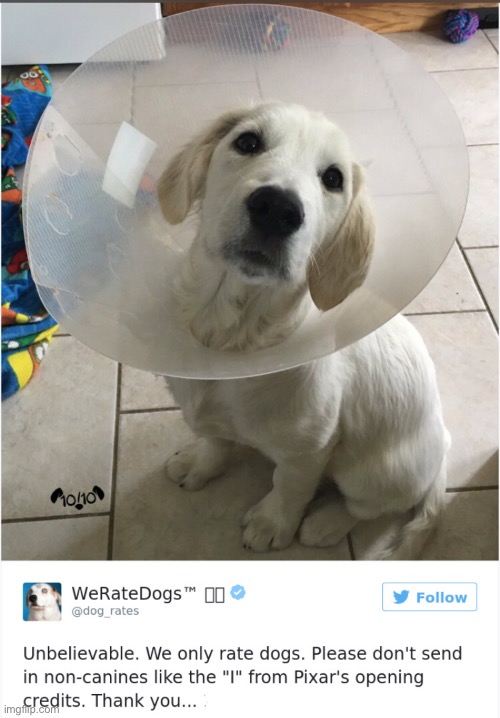 Oof | image tagged in dog | made w/ Imgflip meme maker
