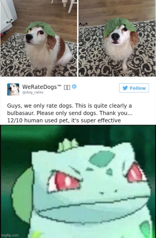 Bulbasaur | image tagged in angry bulbasaur,dogs,funny memes | made w/ Imgflip meme maker