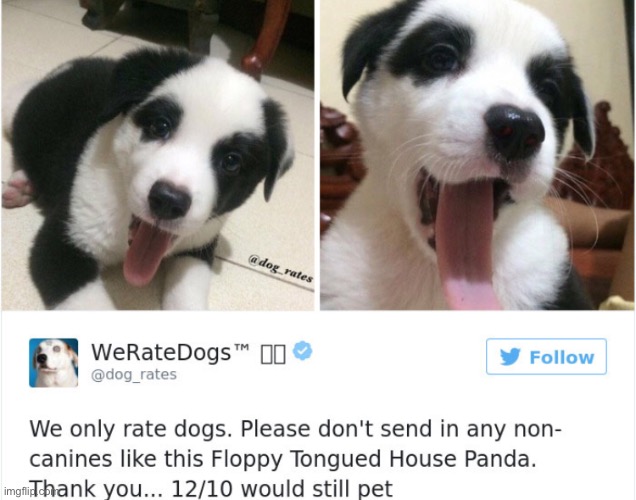 Floopy. Tongue. Panda. | image tagged in panda,dog,funny | made w/ Imgflip meme maker