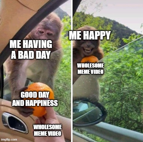 so wow | ME HAPPY; ME HAVING A BAD DAY; WHOLESOME MEME VIDEO; GOOD DAY AND HAPPINESS; WHOLESOME MEME VIDEO | image tagged in monkey getting an orange | made w/ Imgflip meme maker