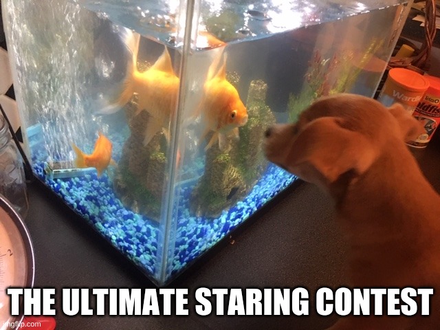 Image Title | THE ULTIMATE STARING CONTEST | image tagged in jasper_the_doggo,memes,dog,fish,staring contest,staring fish | made w/ Imgflip meme maker