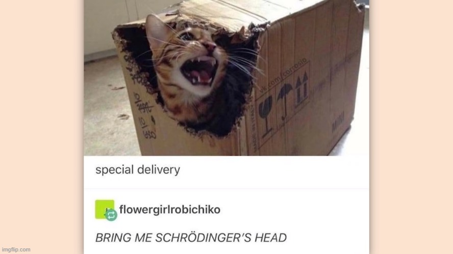 Schrodinger's Cat | image tagged in cute cat,angry cat | made w/ Imgflip meme maker