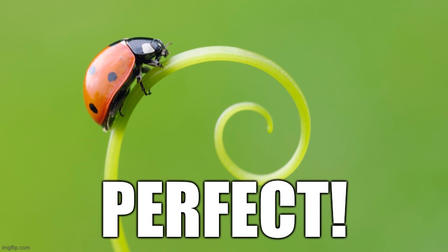 PERFECT! | made w/ Imgflip meme maker
