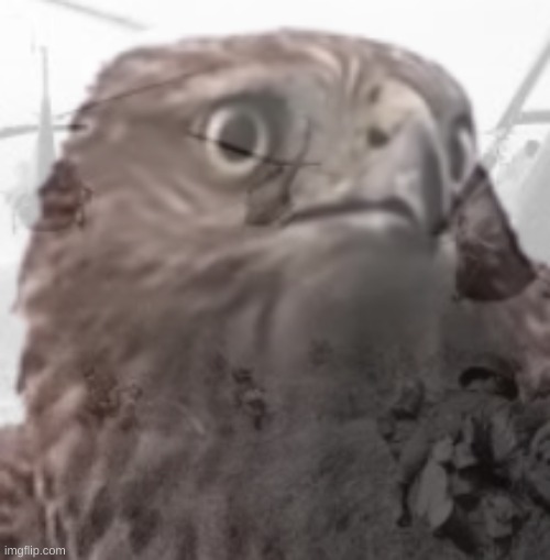 PTSD Hawk | image tagged in ptsd hawk | made w/ Imgflip meme maker