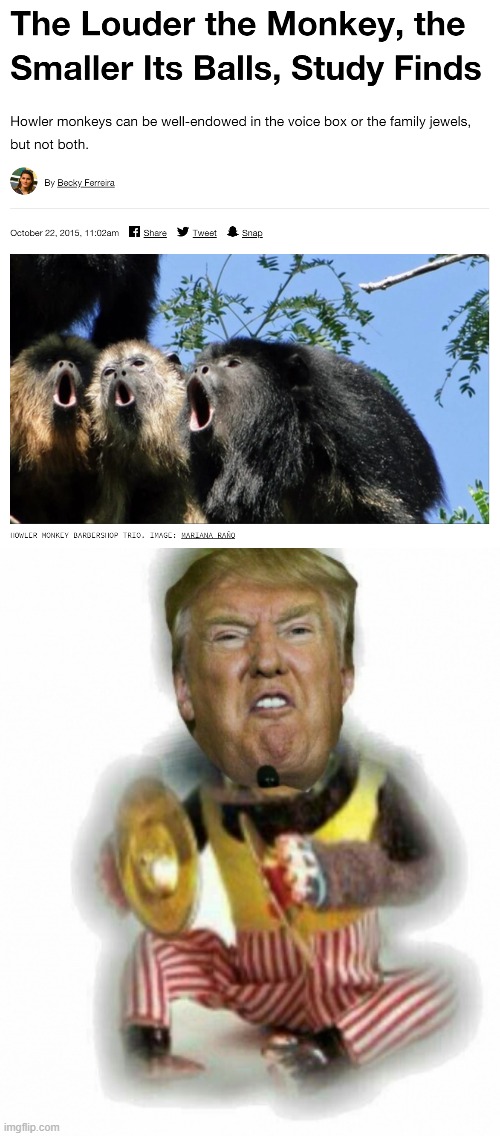 it's impossible to hear a mem-- | image tagged in the louder the monkey the smaller its balls,trump monkey cymbals,donald trump is an orangutan,monkeys,trump is a moron,trump | made w/ Imgflip meme maker