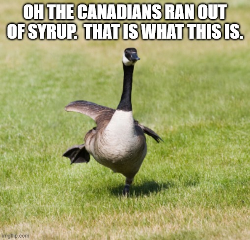 canada goose | OH THE CANADIANS RAN OUT OF SYRUP.  THAT IS WHAT THIS IS. | image tagged in canada goose | made w/ Imgflip meme maker