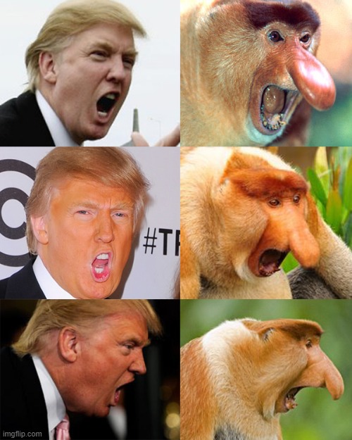 well then | image tagged in trump monkey | made w/ Imgflip meme maker