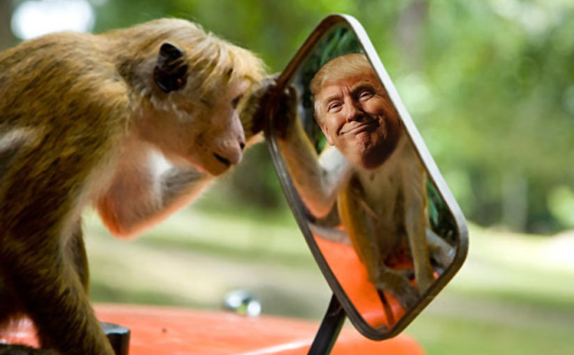 Trump monkey mirror Blank Meme Template