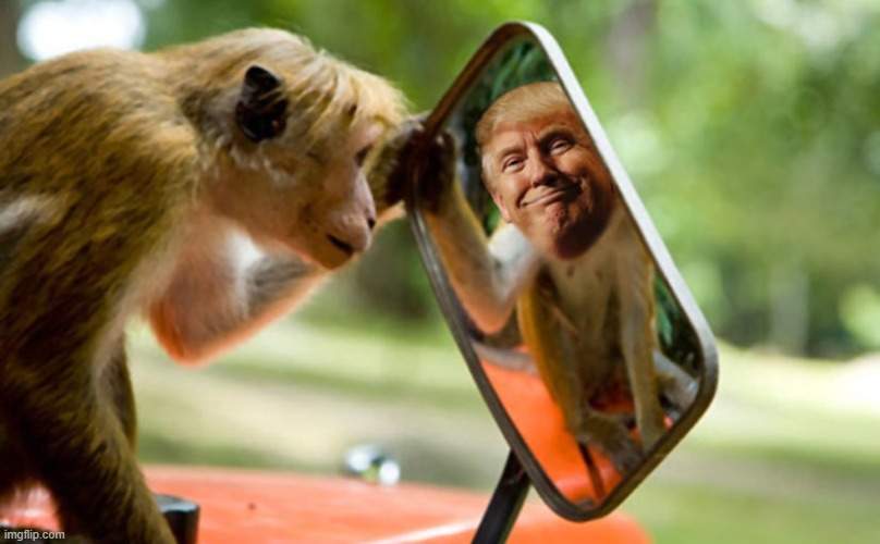 that is not fair to the monkey | image tagged in trump monkey mirror | made w/ Imgflip meme maker