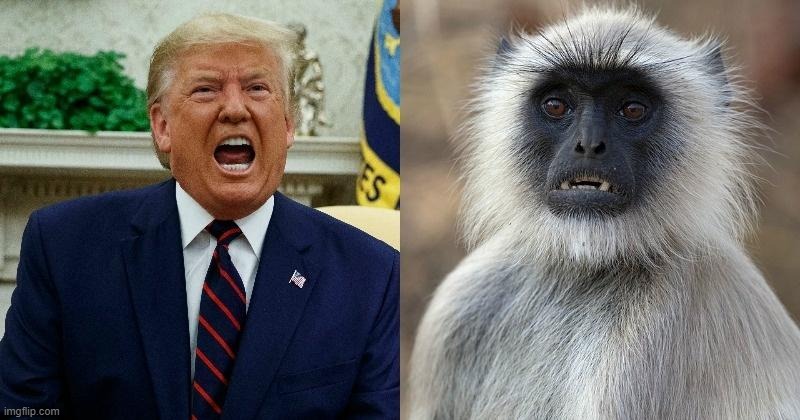 monkey needs to be in OrangeFace, then it's perfect | image tagged in trump monkey | made w/ Imgflip meme maker