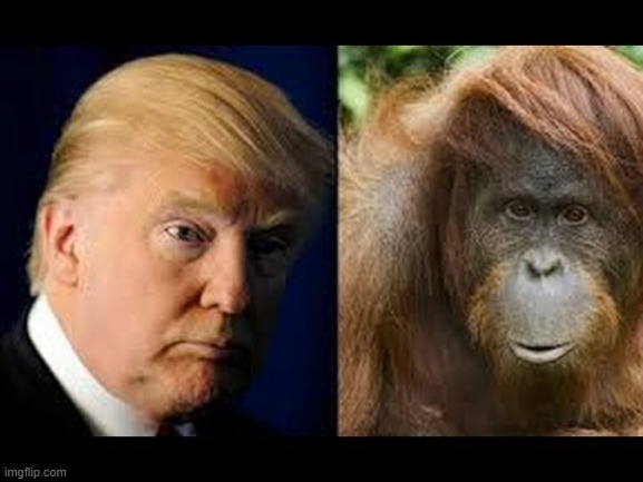 oh come on Trump is not an orangutan, those creatures are kind and gentle | image tagged in trump monkey,donald trump is an orangutan | made w/ Imgflip meme maker