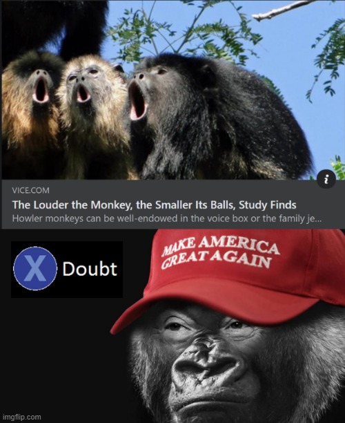 not amused MAGA monkey | image tagged in howler monkey,maga monkey,maga,monkeys | made w/ Imgflip meme maker