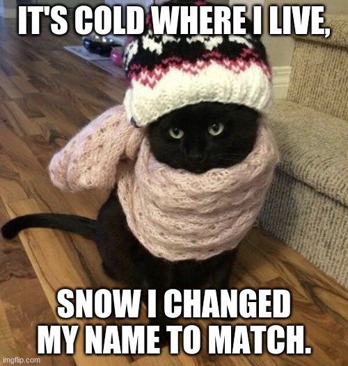 Cold cat | IT'S COLD WHERE I LIVE, SNOW I CHANGED MY NAME TO MATCH. | image tagged in cold cat | made w/ Imgflip meme maker