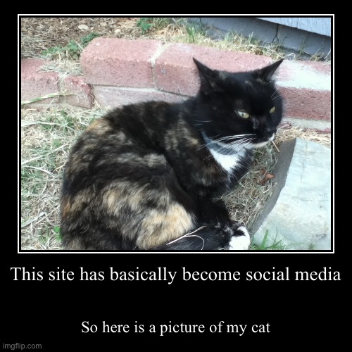 Lol my cat | This site has basically become social media | So here is a picture of my cat | image tagged in funny,demotivationals | made w/ Imgflip demotivational maker