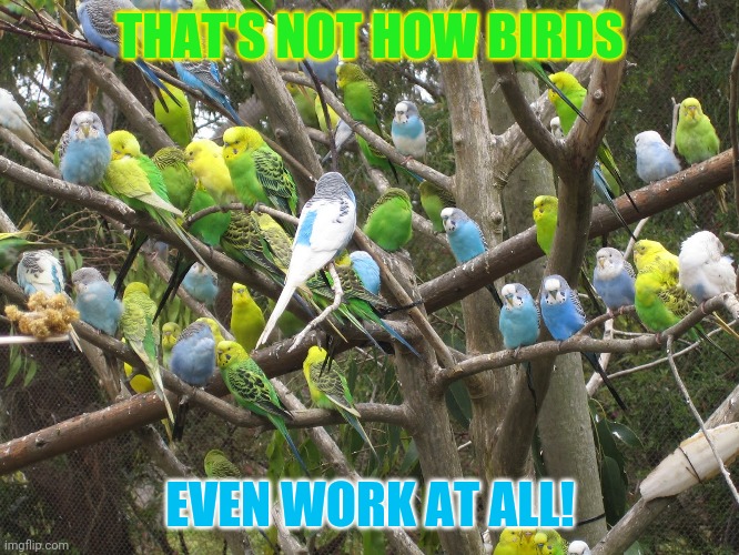 Invasion of budgies | THAT'S NOT HOW BIRDS EVEN WORK AT ALL! | image tagged in invasion of budgies | made w/ Imgflip meme maker