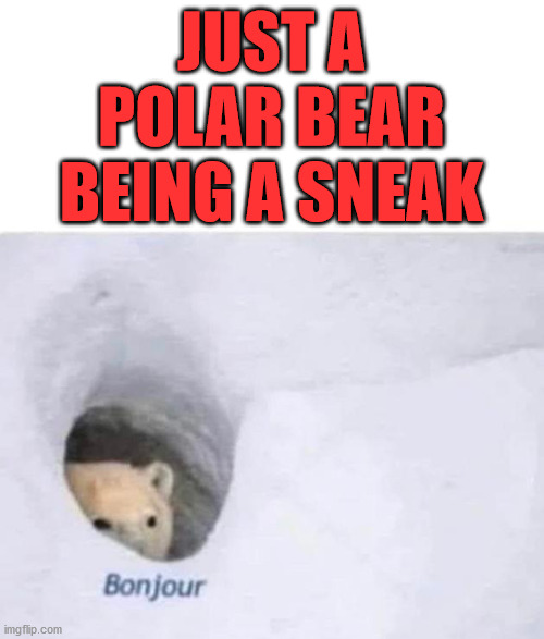 Bonjour | JUST A POLAR BEAR BEING A SNEAK | image tagged in bonjour | made w/ Imgflip meme maker