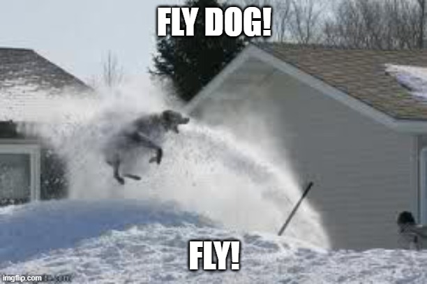 Flying dog | FLY DOG! FLY! | image tagged in flying dog | made w/ Imgflip meme maker