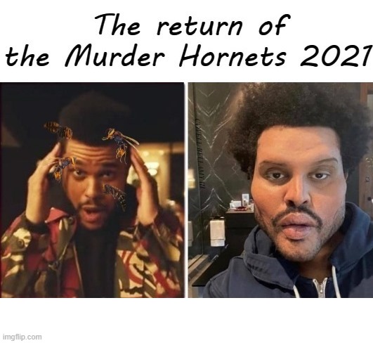 The Weeknd The Return Of Murder Hornets In 2021 | image tagged in the weeknd the return of murder hornets in 2021 | made w/ Imgflip meme maker