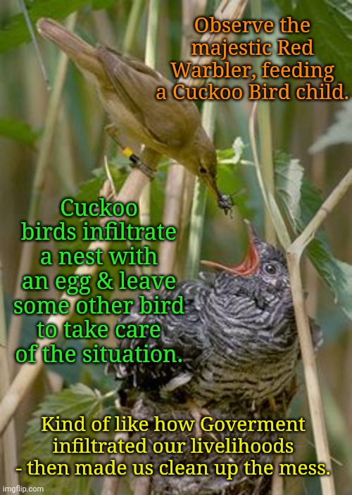 Thanks again Big Government! | Observe the majestic Red Warbler, feeding a Cuckoo Bird child. Cuckoo birds infiltrate a nest with an egg & leave some other bird to take care of the situation. Kind of like how Goverment infiltrated our livelihoods - then made us clean up the mess. | image tagged in covid-19,big government,angry birds | made w/ Imgflip meme maker