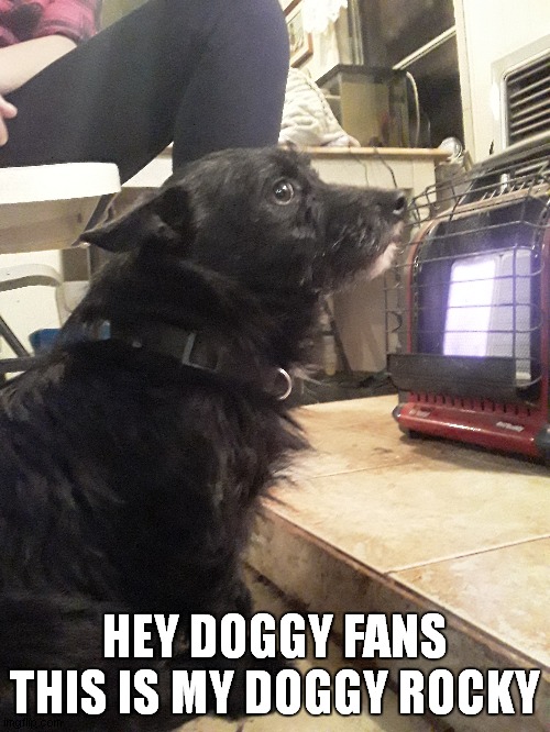  HEY DOGGY FANS THIS IS MY DOGGY ROCKY | made w/ Imgflip meme maker