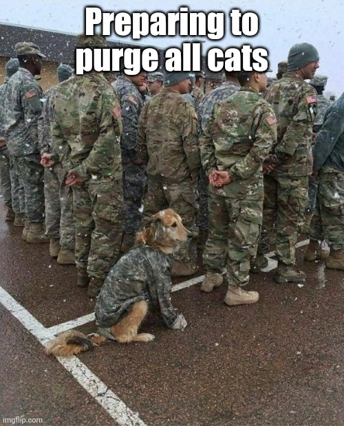 PURGE ALL CATS | Preparing to purge all cats | image tagged in army dog,cats,purge the cats,just a joke | made w/ Imgflip meme maker