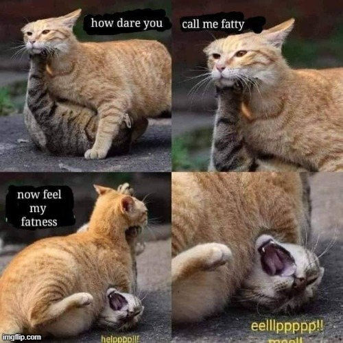 I'm sure that cat will regret what he said... | image tagged in cats | made w/ Imgflip meme maker