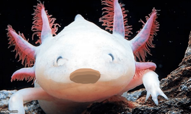 pop axolotl | image tagged in axolotl,pop cat meme,cute | made w/ Imgflip meme maker