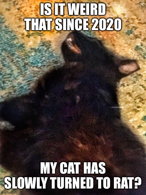 2020 Cat2Rat | IS IT WEIRD THAT SINCE 2020; MY CAT HAS SLOWLY TURNED TO RAT? | image tagged in cats,2020 sucks,rats,weird science | made w/ Imgflip meme maker