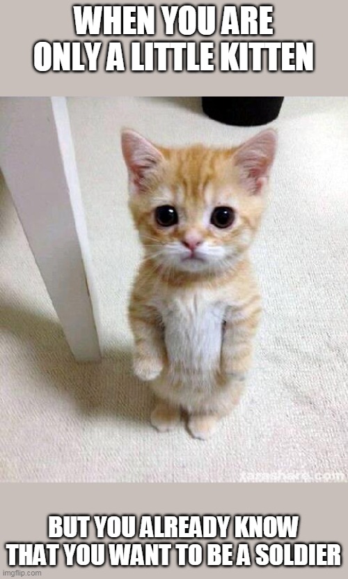 Little soldier cat | WHEN YOU ARE ONLY A LITTLE KITTEN; BUT YOU ALREADY KNOW THAT YOU WANT TO BE A SOLDIER | image tagged in memes,cute cat,soldier | made w/ Imgflip meme maker