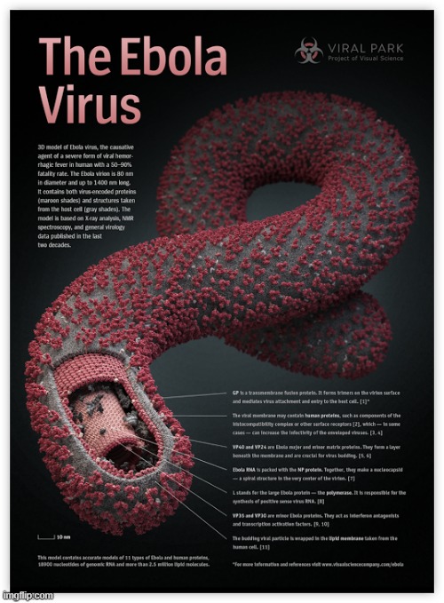 Ebola | image tagged in ebola,virus | made w/ Imgflip meme maker
