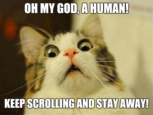 Scared Cat | OH MY GOD, A HUMAN! KEEP SCROLLING AND STAY AWAY! | image tagged in memes,scared cat,coronavirus | made w/ Imgflip meme maker