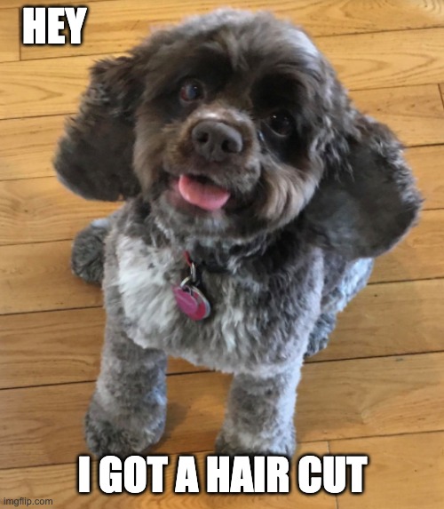 I got a haircut! | HEY; I GOT A HAIR CUT | image tagged in cute dog,funny dog,cute dogs,haircut | made w/ Imgflip meme maker