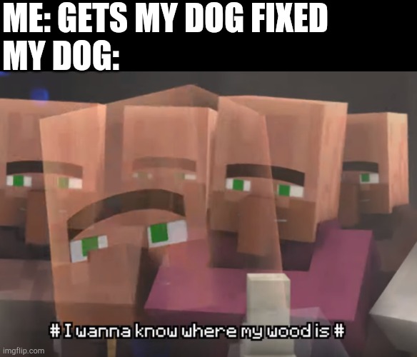 ME: GETS MY DOG FIXED
MY DOG: | image tagged in where'd my wood go | made w/ Imgflip meme maker